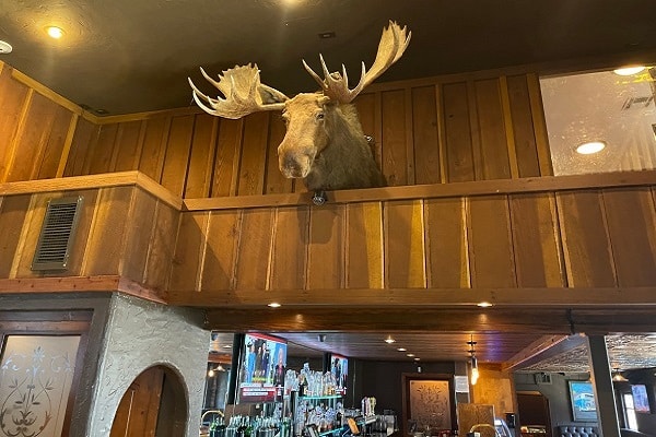 moose head web